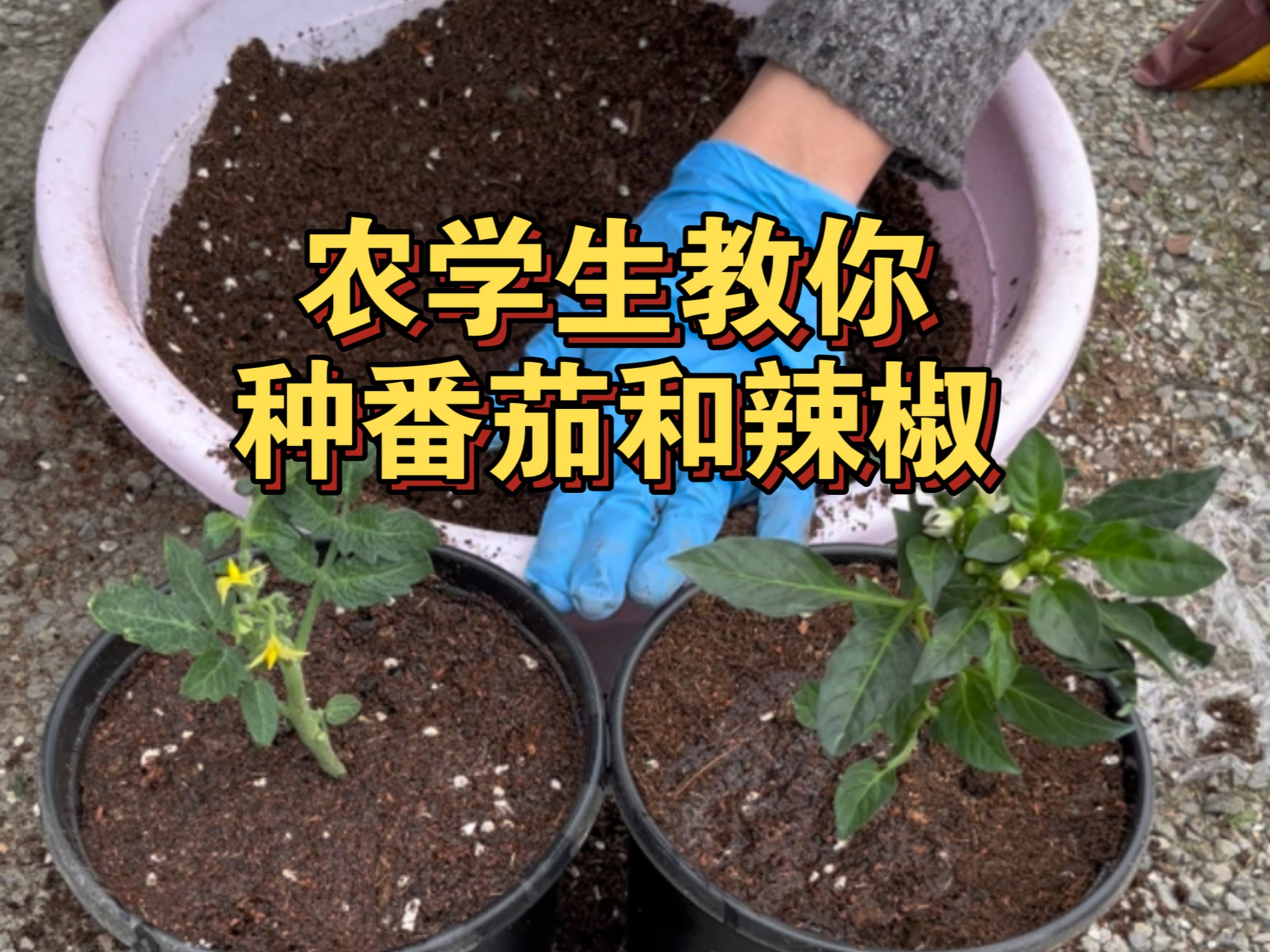 番茄苗和辣椒苗的种植方法，略有差异