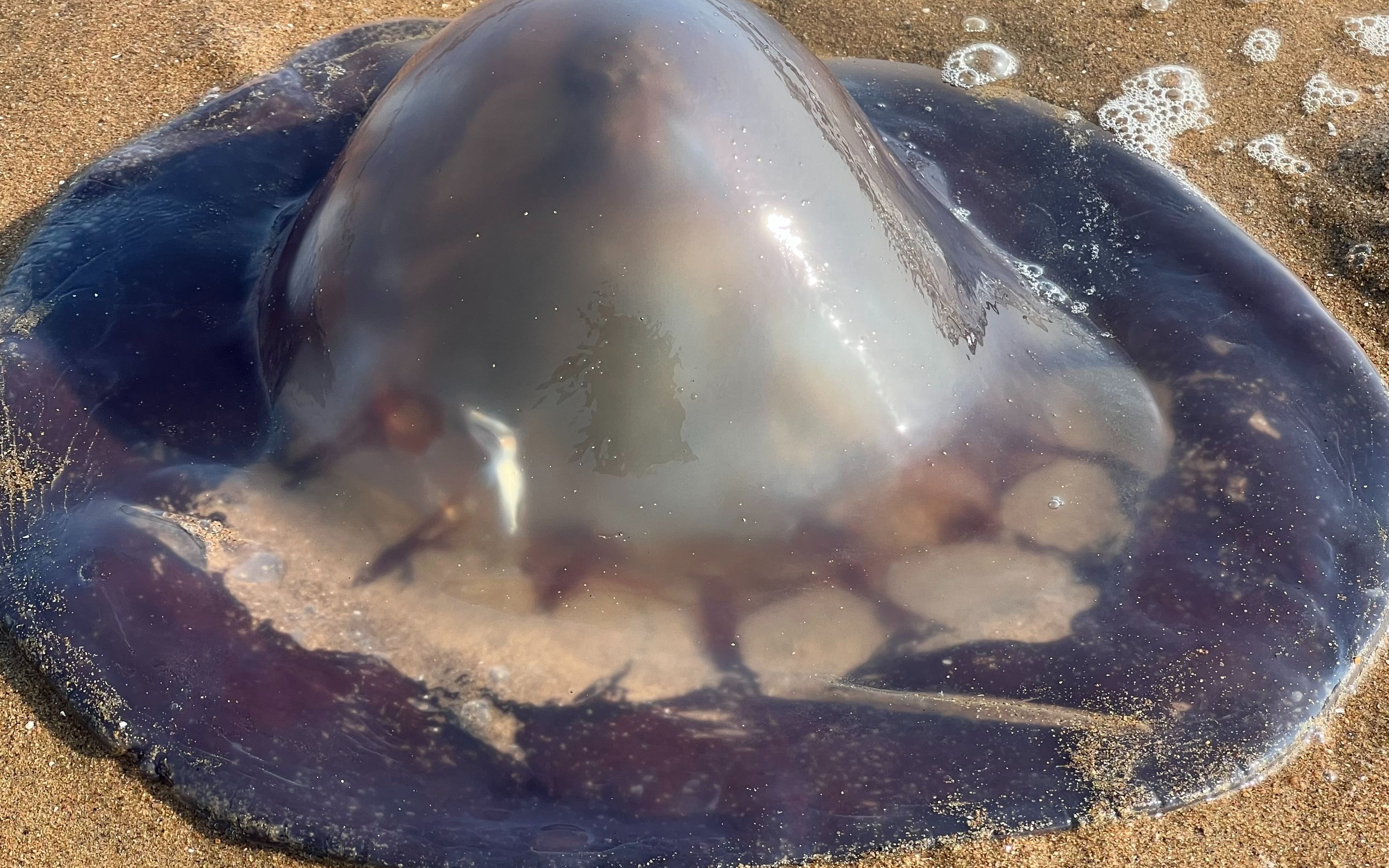 大庆赶海，退潮后发现一个紫色水母搁浅沙滩上，好像果冻一样
