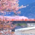 4K Cherry blossoms in Kawazu Japan 静冈县河津町河津樱 2017