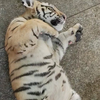 露出肚皮的小老虎像猫一样洗脸，围观小狮子打架，喜欢玩饲养员手里的工具