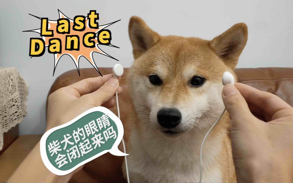 柴犬戴耳机挑战伍佰想见你lastdance魔性循环背后的真相柴犬会这么