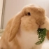 兔子吃东西嘴巴的真的太治愈了?看不够