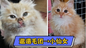 4521668f992cca867933bf981ead4b9b8d6bbee0.jpg@280w_158h_1c_100q.jpg