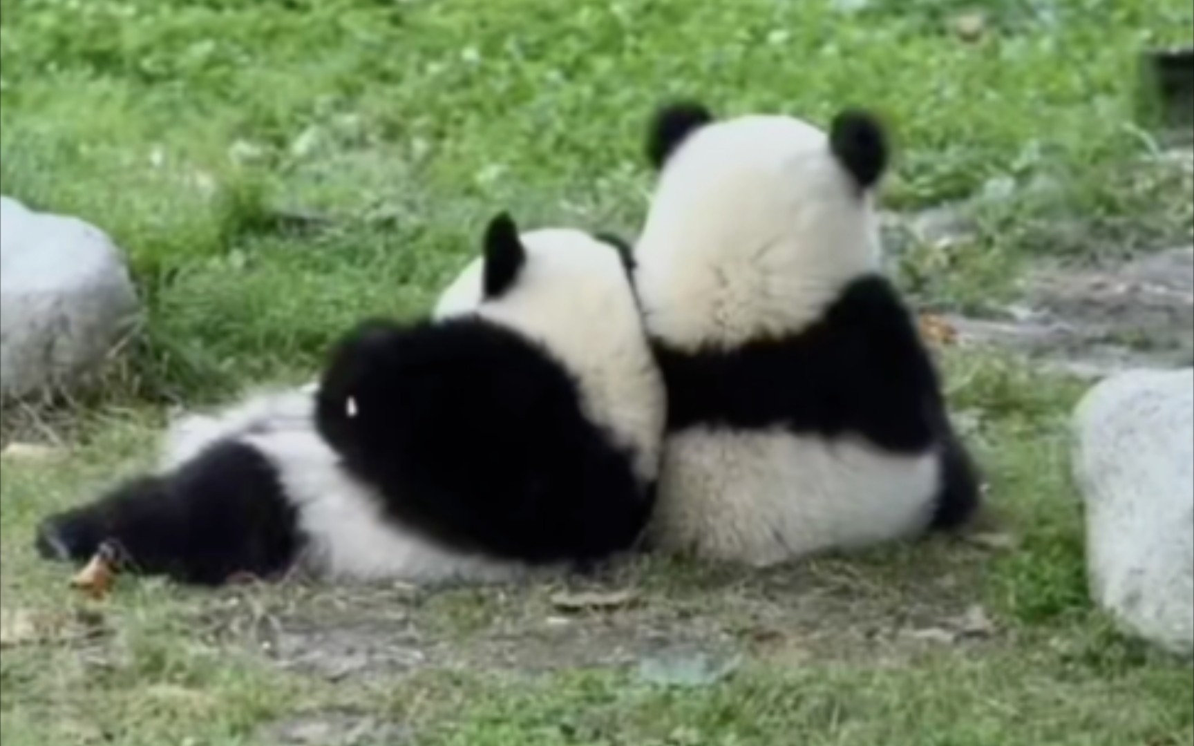 成都持续高温天气 大熊猫开启躺吃懒睡避暑模式