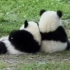 熊猫治愈行为大赏！