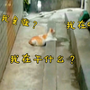 完了，橘猫妈妈怀孕又变傻了