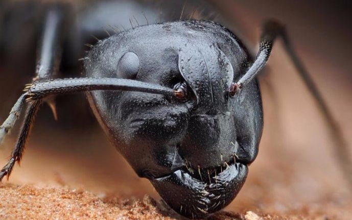 自然科学第5课绝大部分蚂蚁没有眼睛奇怪的是走路不迷路