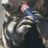 熊人族从不拧瓶盖！！！！