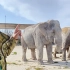 大象“珍妮”和“玛格达”团聚了！它们还会打架吗