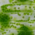 黑藻细胞胞质环流-3X倍速（～1000X光学放大）