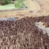 泰国佛统府的农民收割完水稻后，放了大约1万只鸭子入田消灭害虫，场面相当壮观