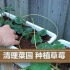 椰糠种植者 1 菜园清理 修剪和种植草莓