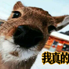 傻狍子真的傻吗？它是如何活到现在的