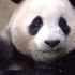 大熊猫福宝:我到底吃到了什么？好难吃，啊呸！!