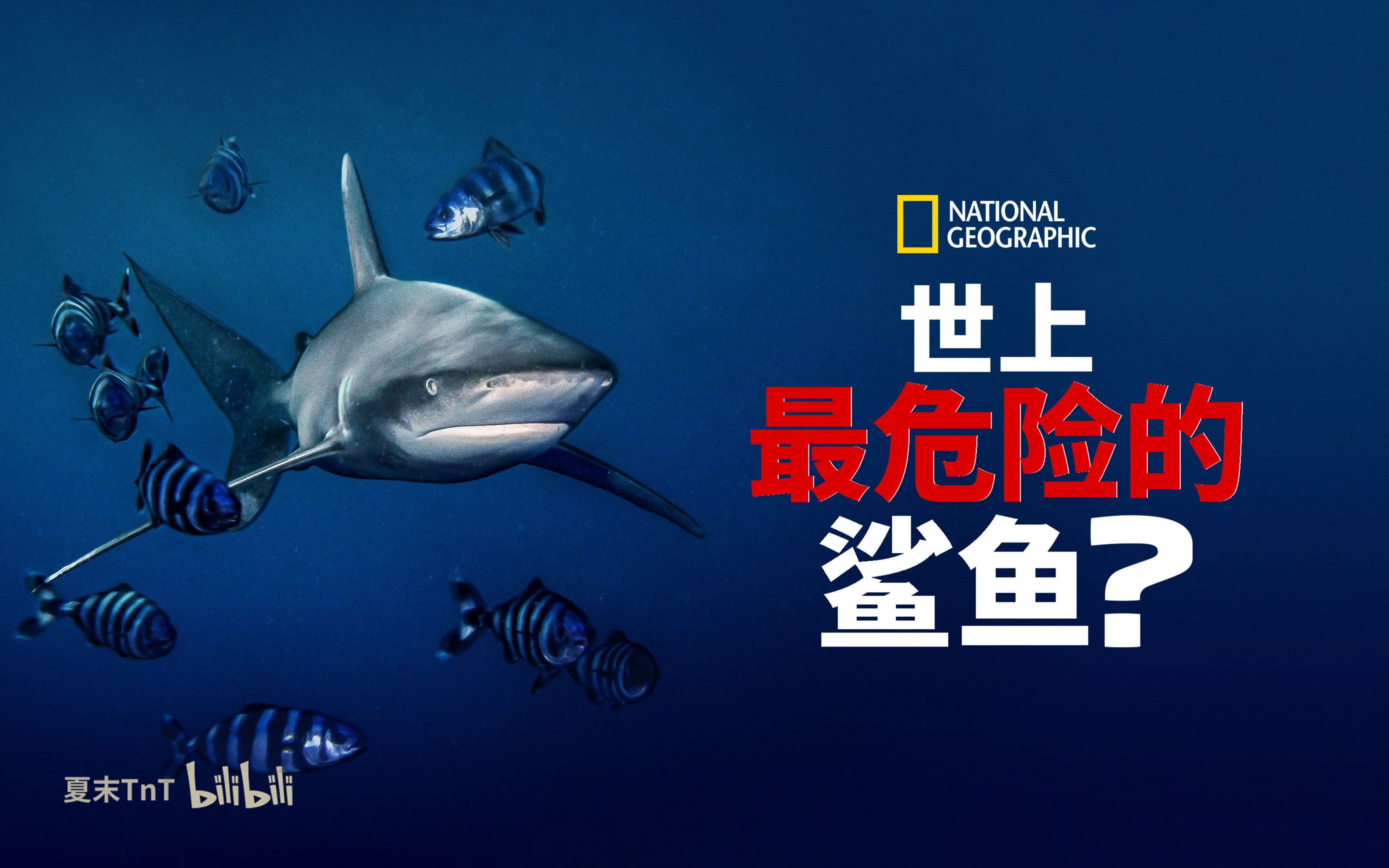 世上最危险的鲨鱼？中英双语字幕 World's Most Dangerous Shark?