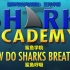 鲨鱼学院SHARK.ACADEMY.E05鲨鱼的呼吸