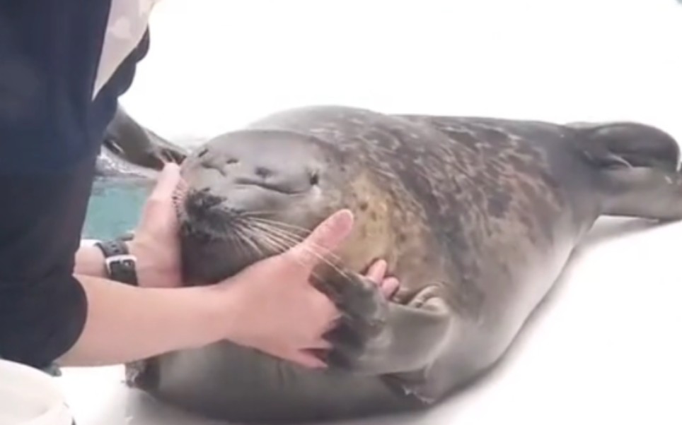It's like it knows it's so cute!