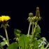 【延时摄影】蒲公英花绽放延时摄影Growing Dandelion Flower Timelapse