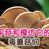 相似度99%的毒蘑菇，和野生平菇如何区分