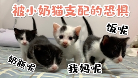 45c83571421ebec53a8b6ffa3486cc8c514bdac9.jpg@280w_158h_1c_100q.jpg