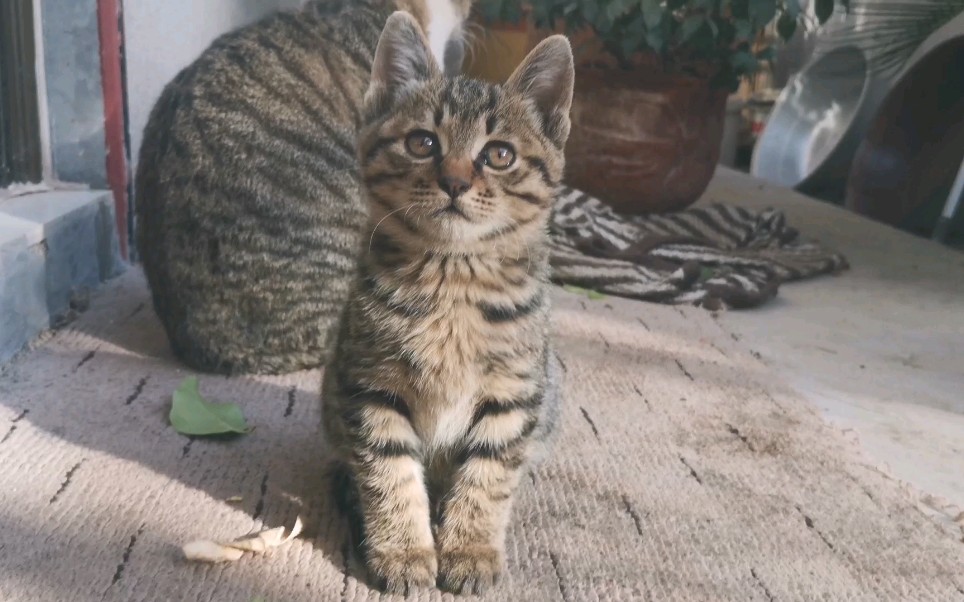 狸花猫好老实呀只有要饭的时候才闹腾哈哈