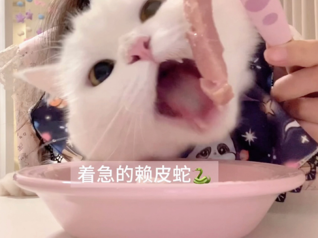 猫咪沉浸式吃生骨肉｜小恶魔牌洗碗机