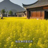 种花道士归何处，前度刘郎今又来。#古风