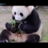 熊猫也过端午节 “熊孩子”为抢粽子大打出手