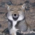 我找到了藏狐表情包原版的出处！！
