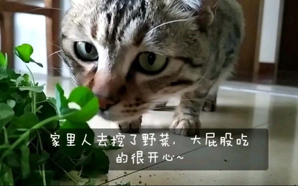 狸花猫 吃野菜吃到吐的小猫咪 哔哩哔哩 つロ干杯 Bilibili