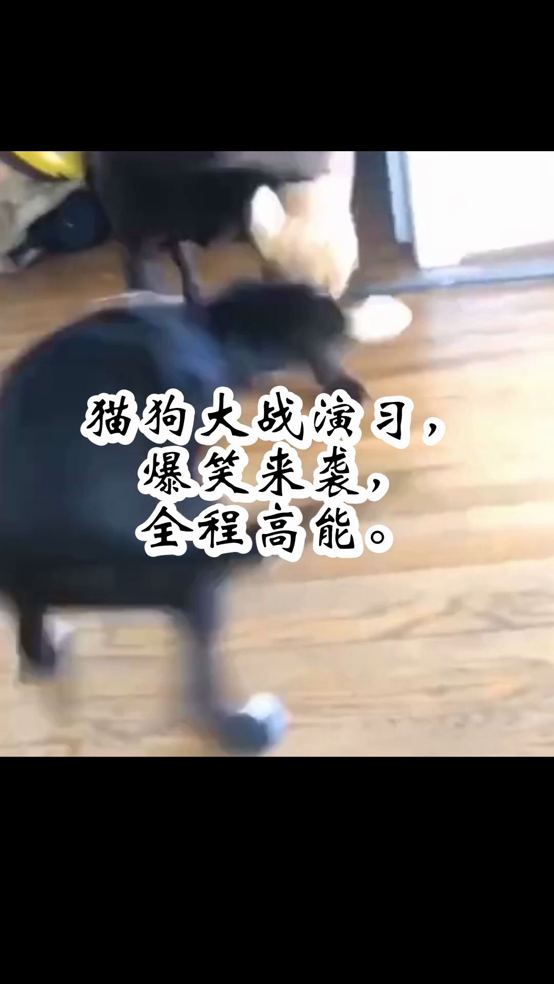 猫狗大战演习 爆笑来袭 全程高能 哔哩哔哩 つロ干杯 Bilibili