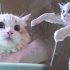 给家里最调皮的猫洗澡，居然不怕吹风机？
