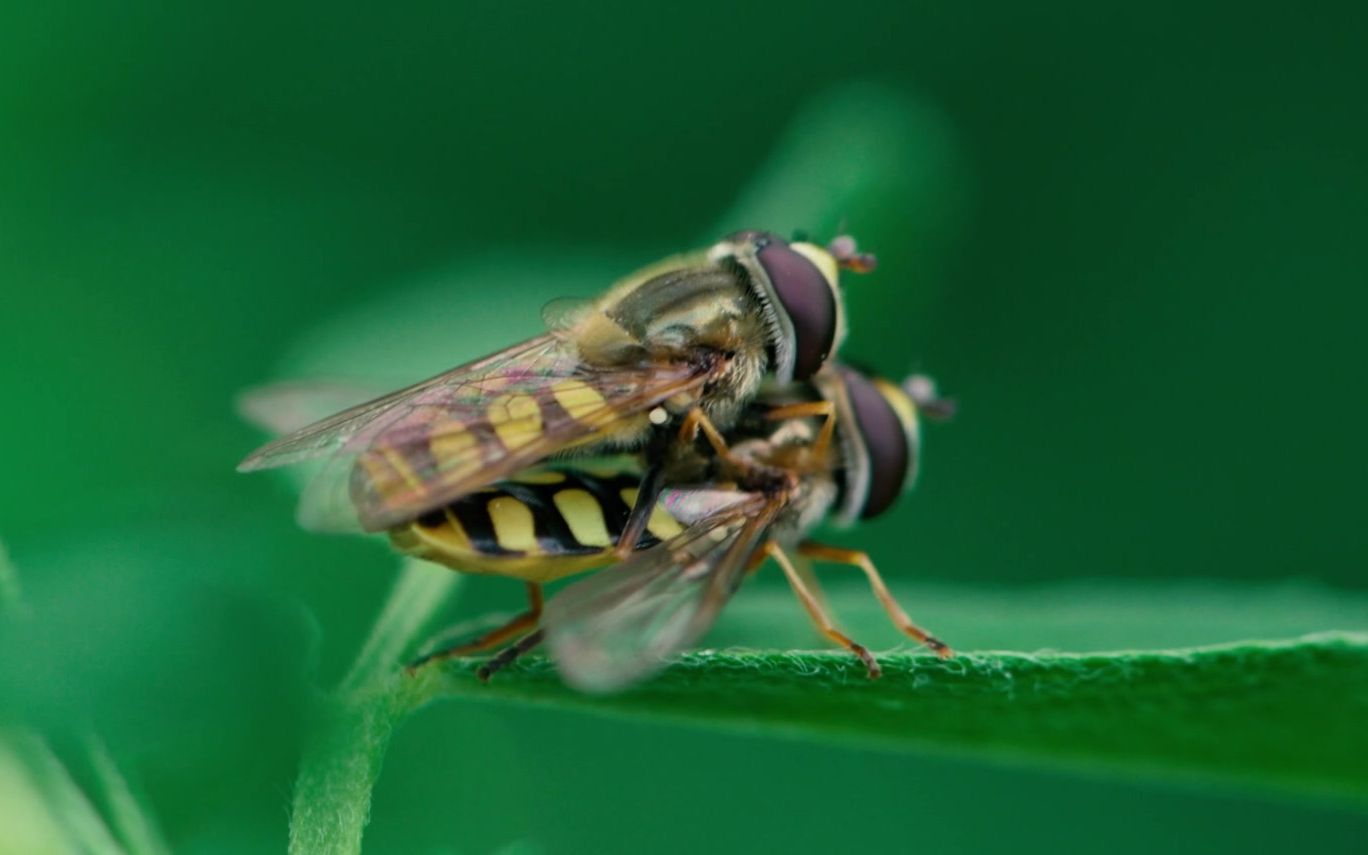 【摄影】竟然拍到了蜜蜂和瓢虫交配 ？--微距世界的美 -- 尼康z6、微距Z105 Macro f2.8