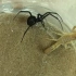 【昆虫角斗场】黑寡妇VS蝎子VS巨型蜈蚣VS巨型蜘蛛