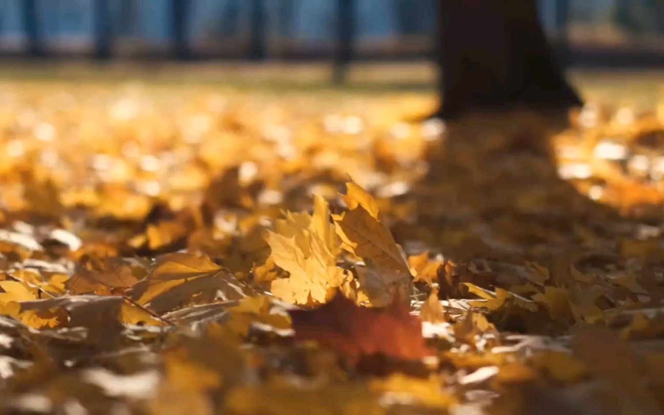 “枯黄的梧桐落叶载着少年时代未落幕的心动。”