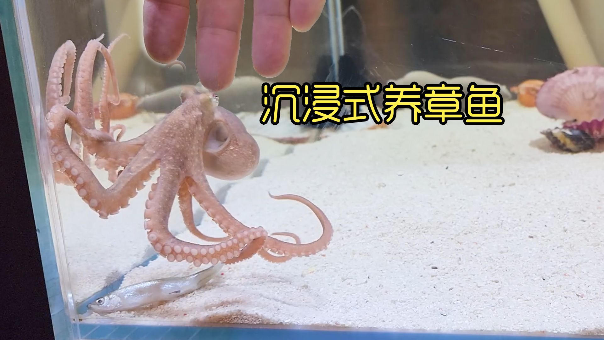 沉浸式养章鱼，当网购的两只章鱼见面时，奇怪的事发生了...