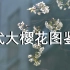 【植物科普】珞珈山樱花图鉴 看看武大里面有多少种樱花 【“樱”援武大】