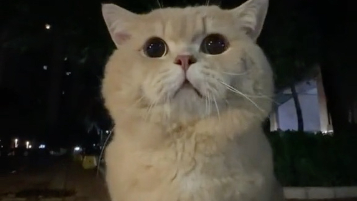随机压力路边一只小猫