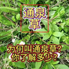 有一种生命之草，叫通泉草！为何叫通泉草？你了解多少