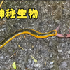 日本蠕虫太可恨了，竟这样对蚯蚓