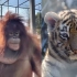 猩猩丹娜成为了小老虎的“饲养猿”！