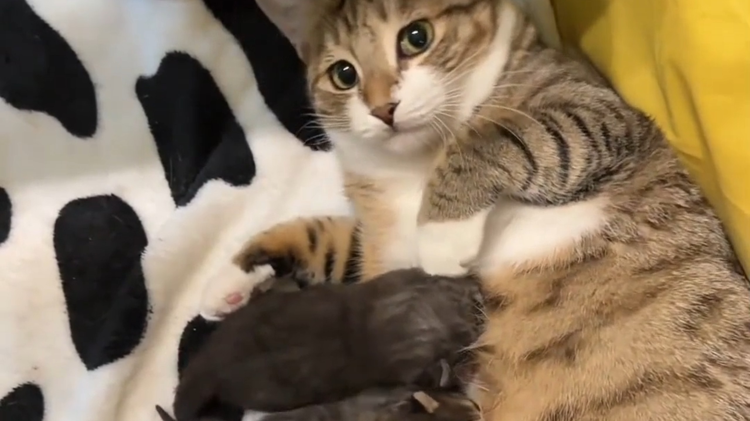 当家里最乖的小猫生了宝宝