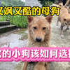精品母狗生出的小狗