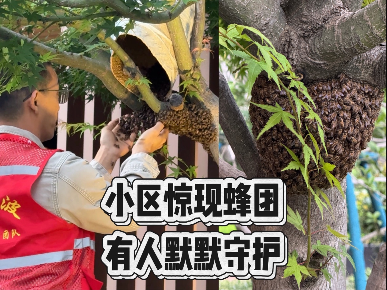 今天在小区偶遇一团中华蜜蜂，刚好遇上生态宁波中华蜜蜂保护组织的工作人员前来专业收蜂，看着他们小心翼翼地安置蜂群，心里满是感慨与触动。