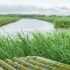 自然治愈 / 雨天的芦苇水塘风景~聆听河岸小风和雨声