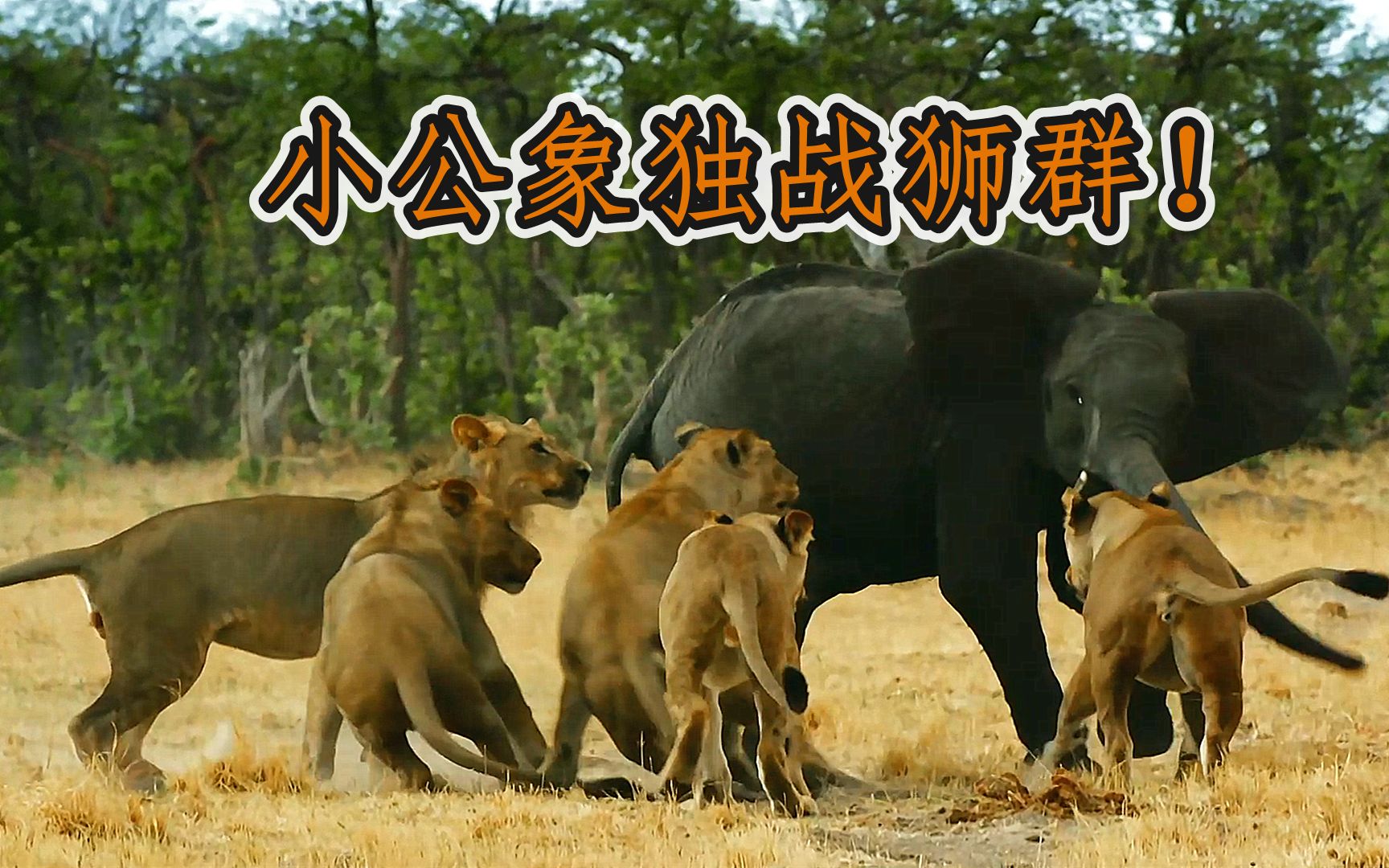 小公象独战狮群！塞伦盖蒂象群的故事！