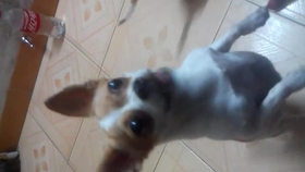 怎么教狗狗站着尿 46e30222ff8bb0c759210f1092ccdd3422c8b2cc.jpg@280w_158h_1c_100q.jpg