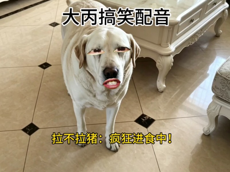 拉不拉猪：疯狂进食中！