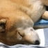  [柴犬Maru的日常]麻烦帮窝拿一下枕头谢谢o(>ω<)o