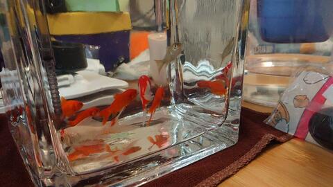 新鱼和老鱼怎么合缸 46f4675a295989e63720015cb88b3934d11ebb0e.jpg@480w_270h_1c